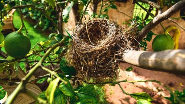 Tener un nido de gorrión en tu casa o jardín tiene un significado: los expertos en ornitología explican qué hacer (y qué evitar) - Si quitas un nido de gorrión en casa, podrías enfrentarte a multas