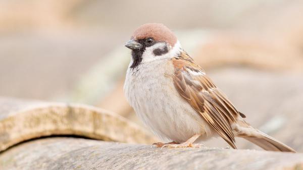 Tener un nido de gorrión en tu casa o jardín tiene un significado: los expertos en ornitología explican qué hacer (y qué evitar)