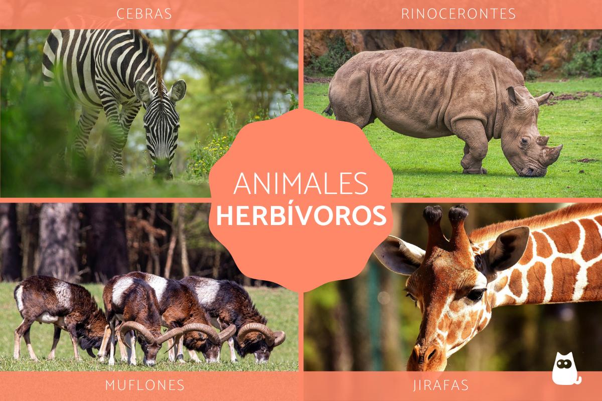 Animales herbívoros - Definición, tipos y ejemplos