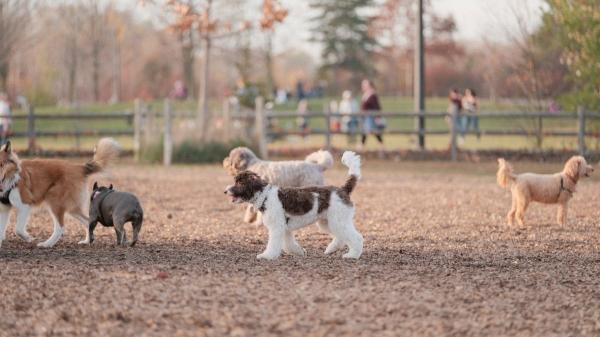 Adiós al concepto de pipicán: Sant Adrià de Besòs tendrá una de las mayores áreas para perros de Barcelona (con más de 2.000 metros cuadrados) - La ciudad se adapta a una demanda que no deja de crecer
