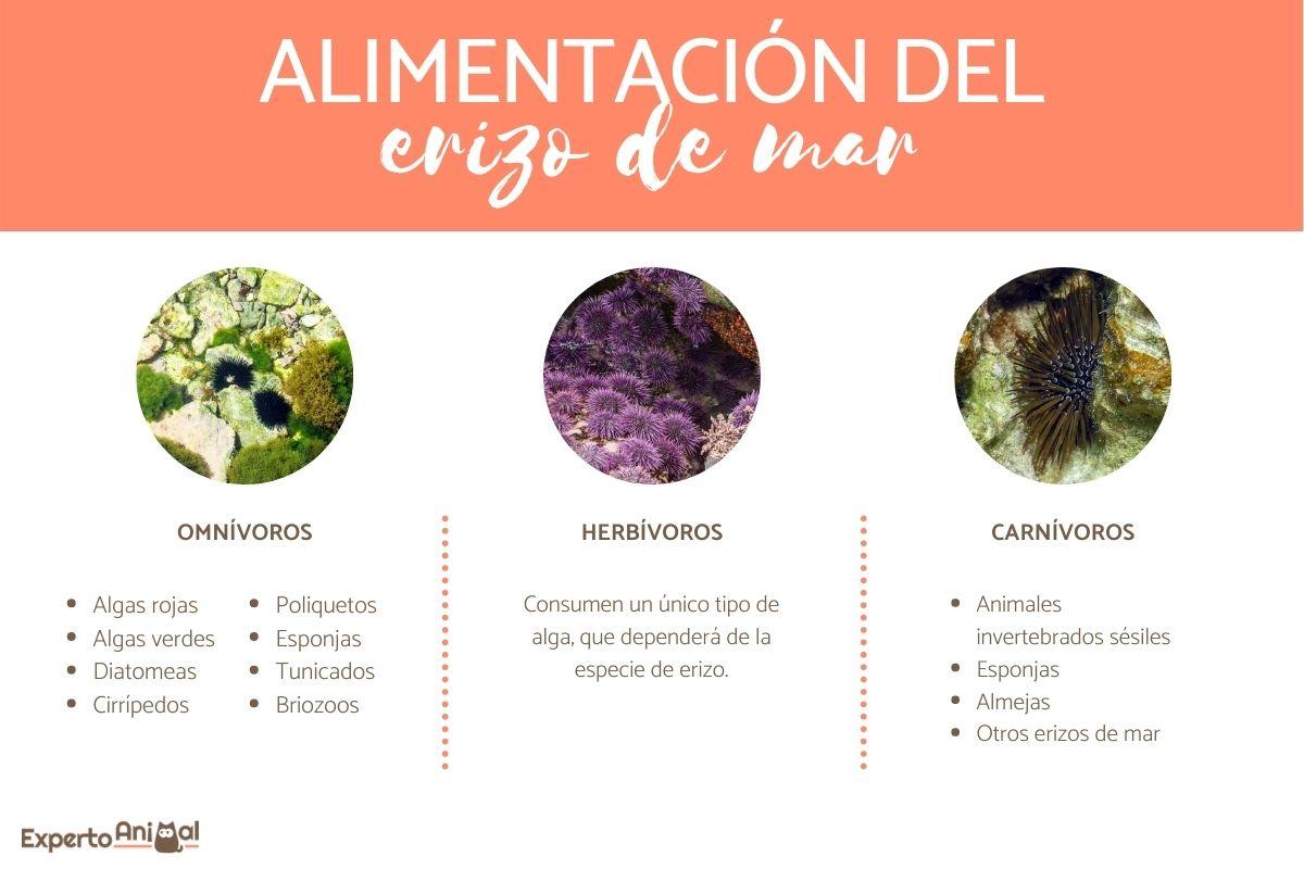¿Qué comen los erizos de mar?