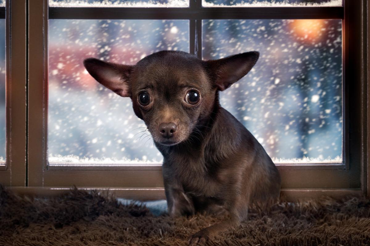 por qué mi perro tiene miedo de los truenos y los fuegos artificiales