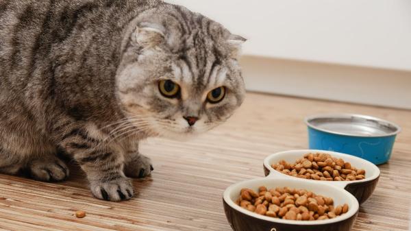 Ni es caprichoso ni deja de comer “porque sí”: lo que realmente significa que tu gato no quiera comer nada - Del estrés al dolor: las causas ocultas por las que un gato pierde el apetito