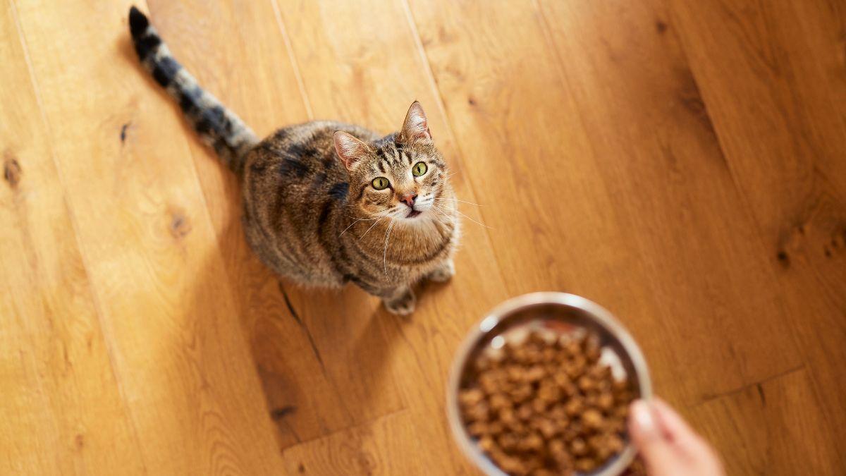 Ni es caprichoso ni deja de comer “porque sí”: lo que realmente significa que tu gato no quiera comer nada