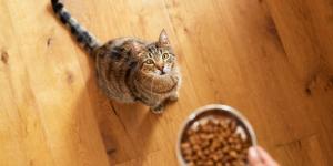 Ni es caprichoso ni deja de comer “porque sí”: lo que realmente significa que tu gato no quiera comer nada