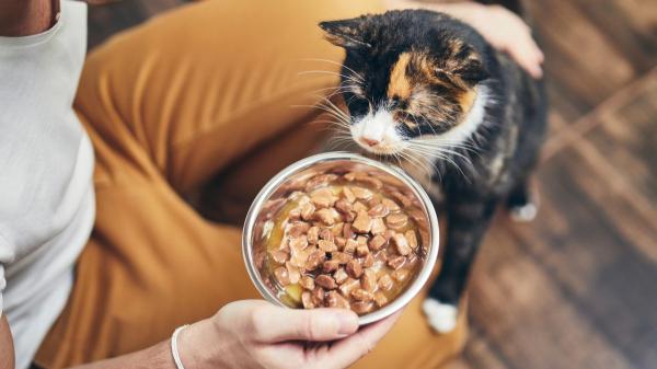Ni es caprichoso ni deja de comer “porque sí”: lo que realmente significa que tu gato no quiera comer nada - Qué hacer en casa si tu gato rechaza la comida