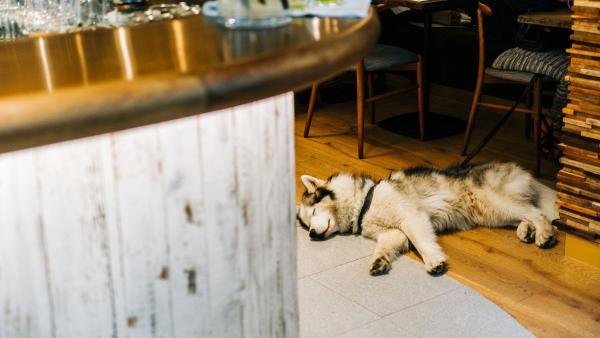 La Ley de Bienestar Animal endurece las multas a bares y restaurantes: hasta 200.000 euros por no cumplir con esta norma - Hasta 200.000 euros de multa: qué sanciones prevé la Ley de Bienestar Animal en estos casos
