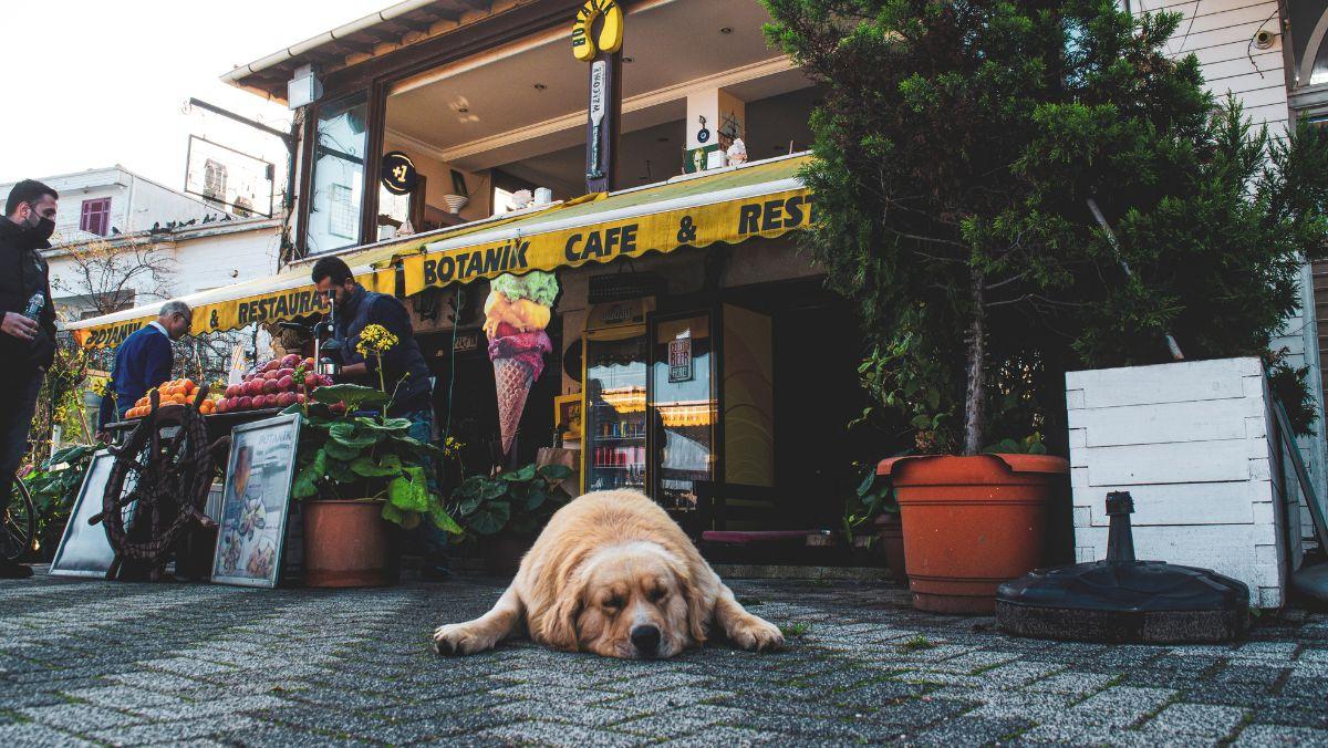 La Ley de Bienestar Animal endurece las multas a bares y restaurantes: hasta 200.000 euros por no cumplir con esta norma