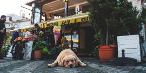 La Ley de Bienestar Animal endurece las multas a bares y restaurantes: hasta 200.000 euros por no cumplir con esta norma