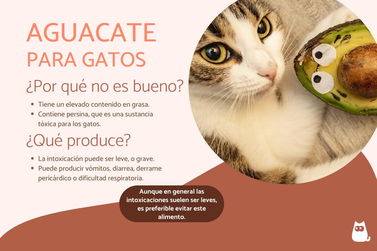¿Los gatos pueden comer aguacate?