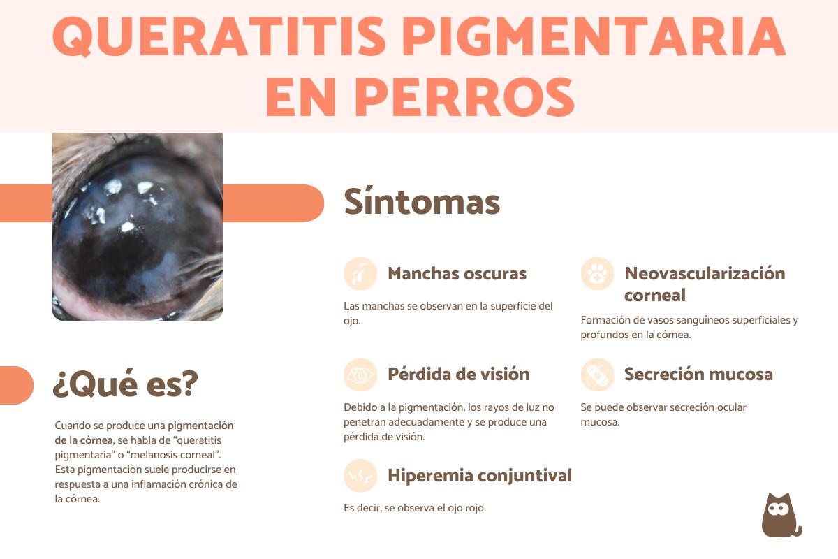 Queratitis pigmentaria en perros: tratamiento y causas