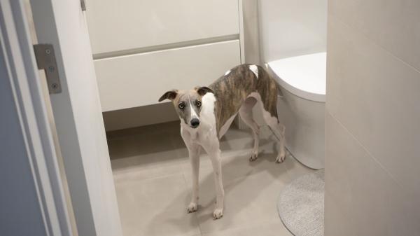 Los petardos activan el modo supervivencia en perros y gatos: así reacciona su cerebro la noche de San Juan - Por qué los petardos asustan tanto a perros y gatos