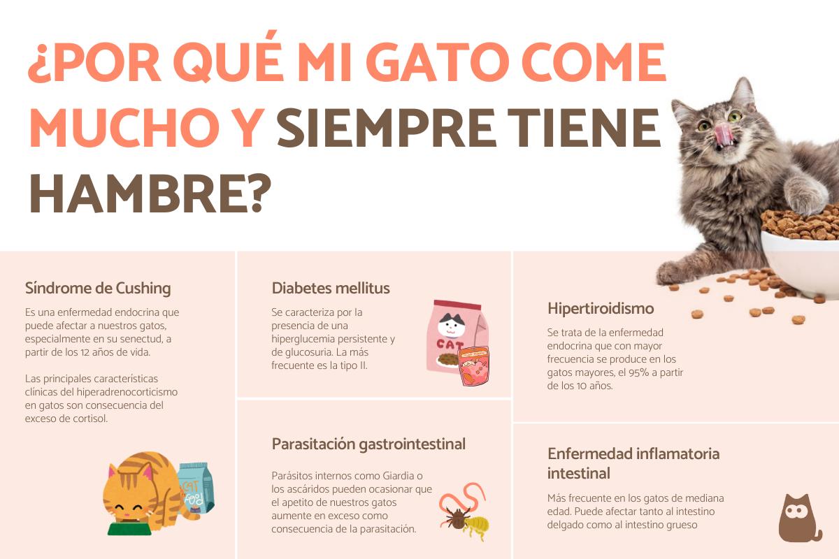 Por qué mi gato come mucho y siempre tiene hambre: causas y qué hacer