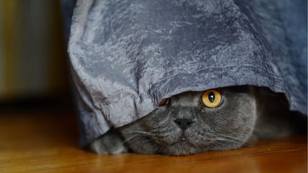 Los petardos activan el modo supervivencia en perros y gatos: así reacciona su cerebro la noche de San Juan - Qué ocurre en el cerebro de perros y gatos cuando escuchan petardos