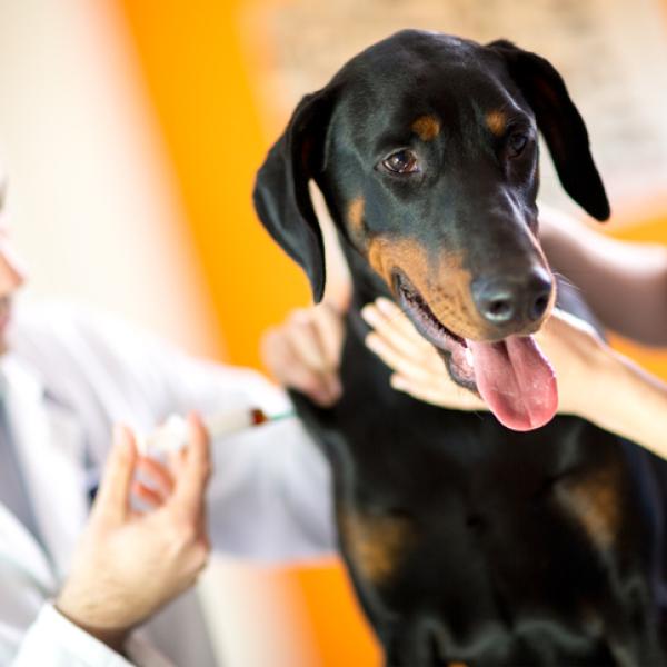 qué es la vacuna 5 en 1 para perros