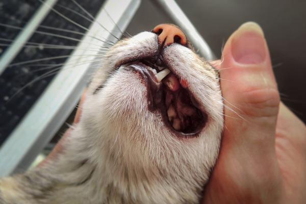 Mi gato pide comida pero no come: causas y qué hacer - 2. Problemas dentales