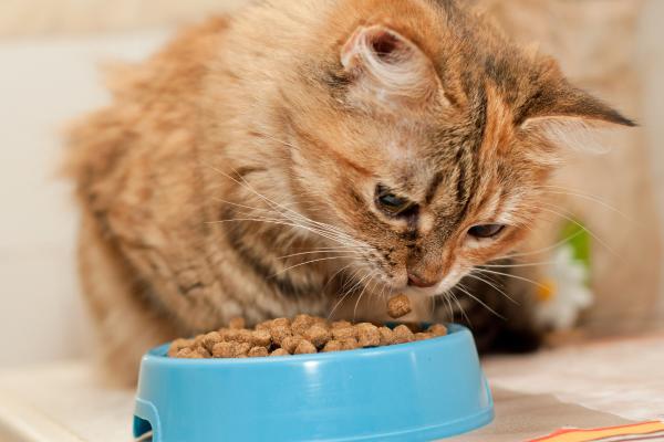 Mi gato pide comida pero no come: causas y qué hacer - 5. Cambio de alimento