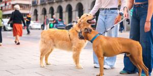 Juan Manuel Liquindoli, educador canino: “Cuando tu perro te mira durante el paseo, está comprobando si la situación es segura”