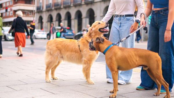 Juan Manuel Liquindoli, educador canino: “Cuando tu perro te mira durante el paseo, está comprobando si la situación es segura”