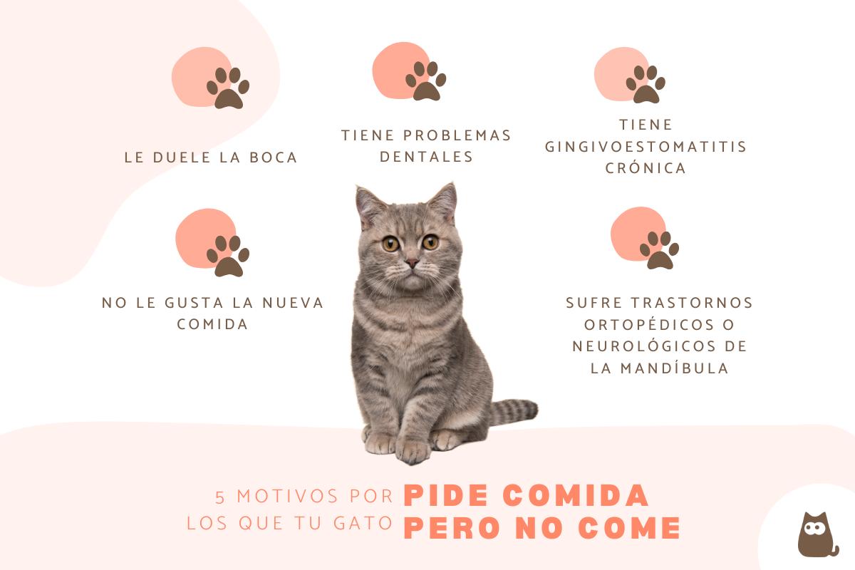 Mi gato pide comida pero no come: causas y qué hacer