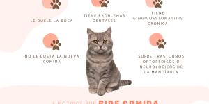 Mi gato pide comida pero no come: causas y qué hacer