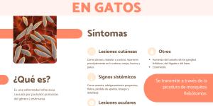Leishmaniosis en gatos: contagio, síntomas y tratamiento