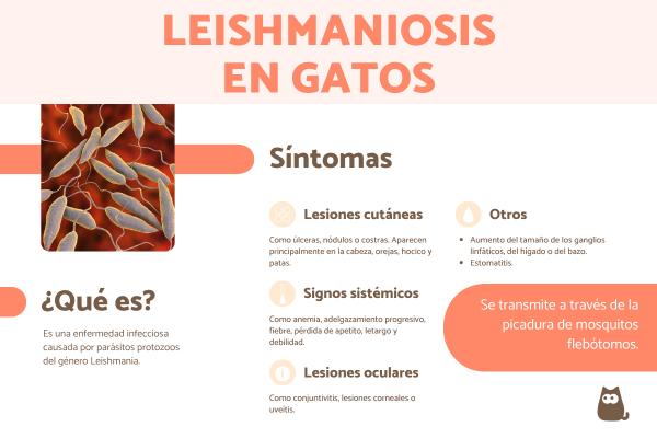 Leishmaniosis en gatos: contagio, síntomas y tratamiento