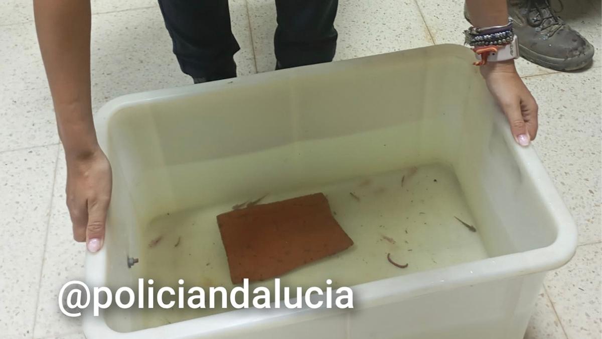 La Policía interviene 29 ajolotes mexicanos en Granada que eran vendidos ilegalmente