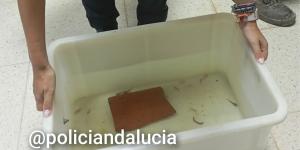 La Policía interviene 29 ajolotes mexicanos en Granada que eran vendidos ilegalmente