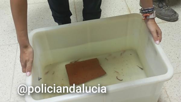 La Policía interviene 29 ajolotes mexicanos en Granada que eran vendidos ilegalmente