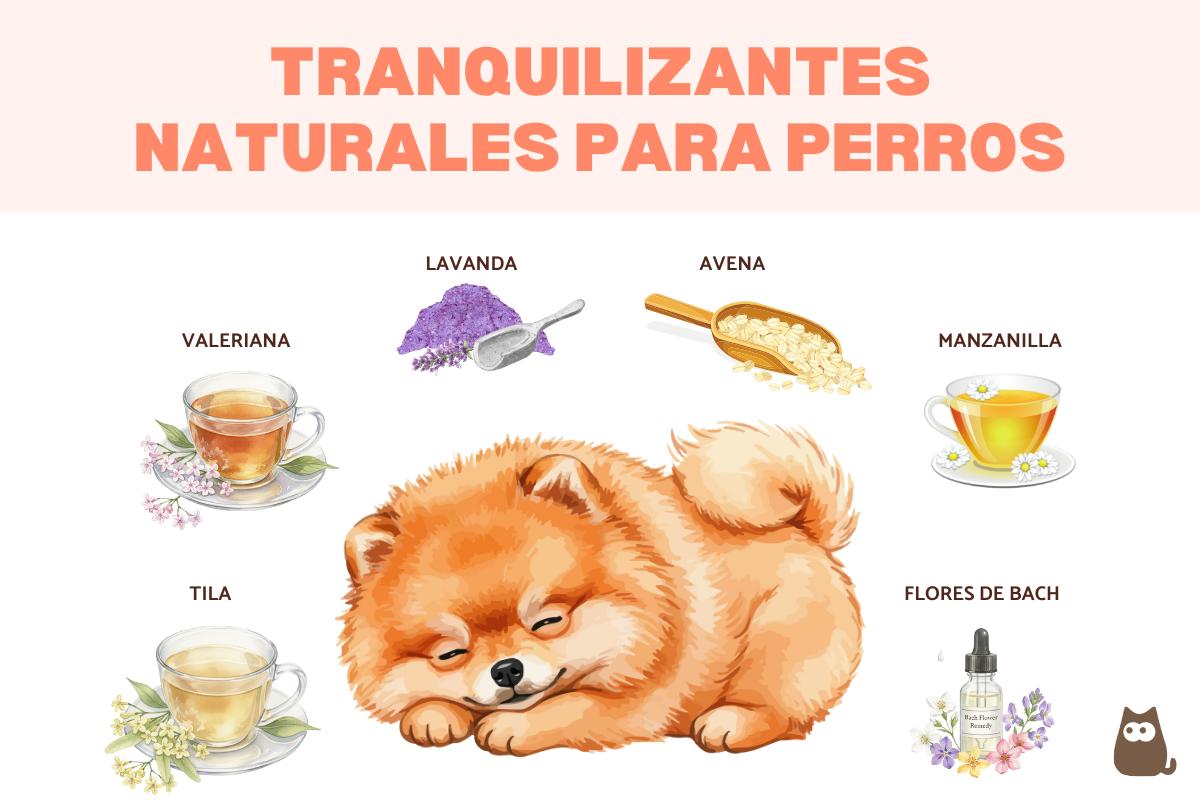 Los mejores tranquilizantes para perros caseros y naturales