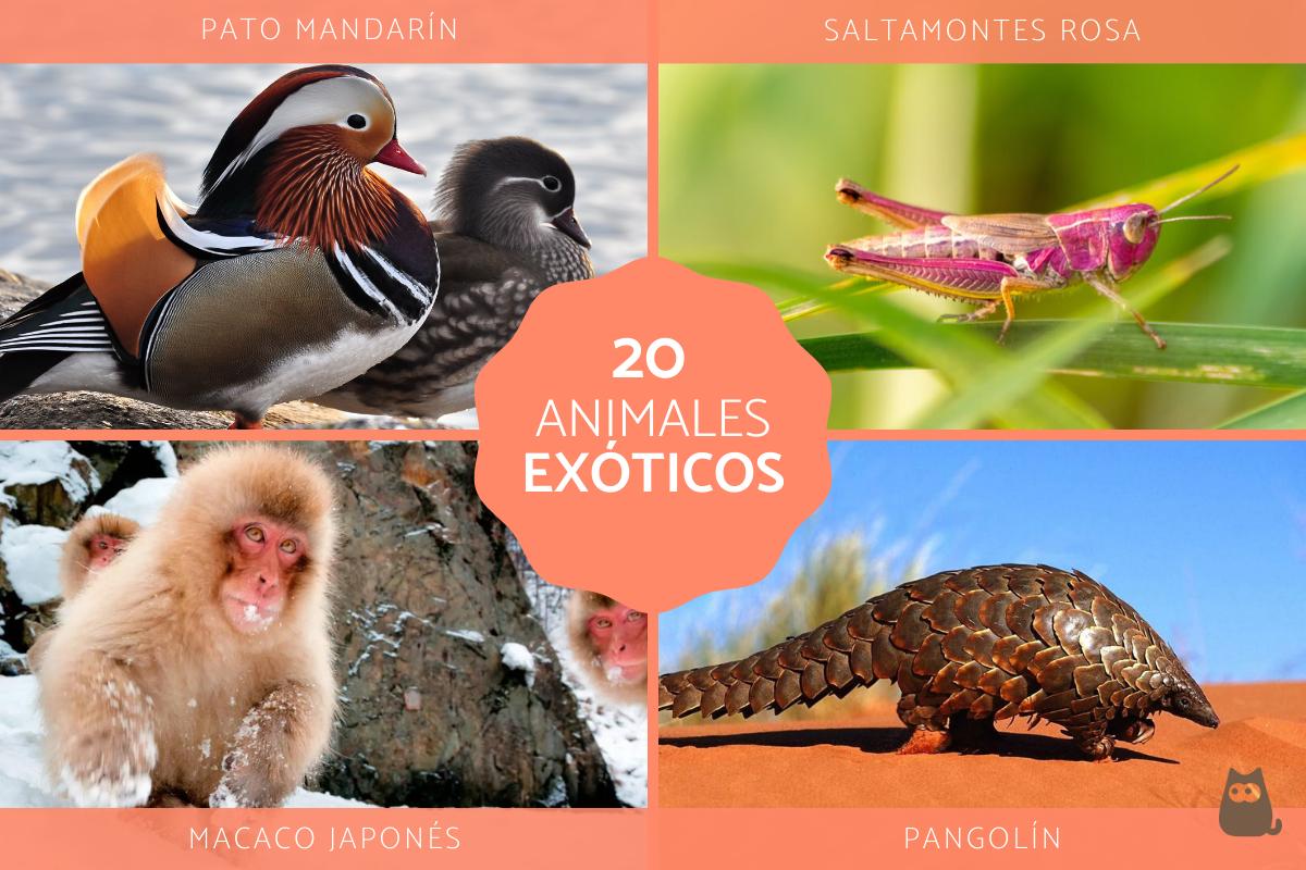 Animales exóticos del mundo