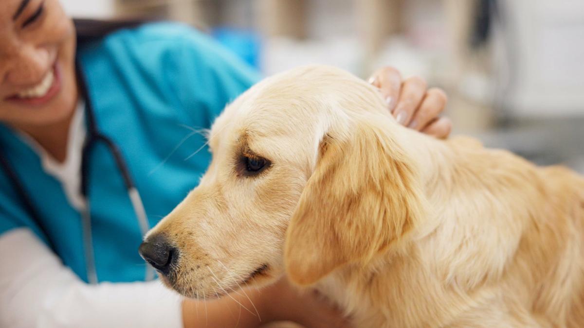 José Luis Puchol, veterinario de 72 años: “Los propietarios están dispuestos a hacer lo que haga falta por su perro o gato”