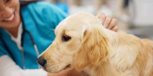 José Luis Puchol, veterinario de 72 años: “Los propietarios están dispuestos a hacer lo que haga falta por su perro o gato”