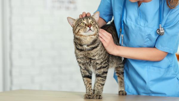 José Luis Puchol, veterinario de 72 años: “Los propietarios están dispuestos a hacer lo que haga falta por su perro o gato” - Los cuidadores de perros y gatos cada vez gastan más en su salud