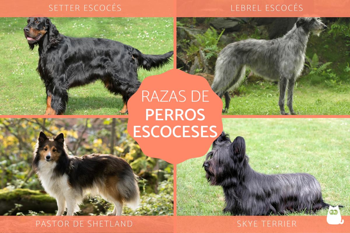 Razas de perros escoceses