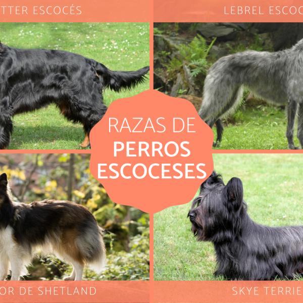 los terriers escoceses tienen problemas de salud