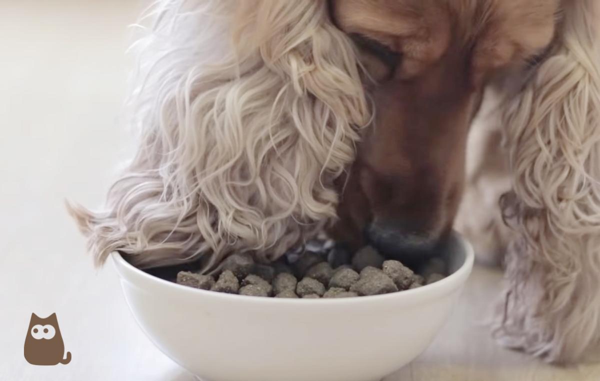 ¿Cómo saber si un pienso es de buena calidad?