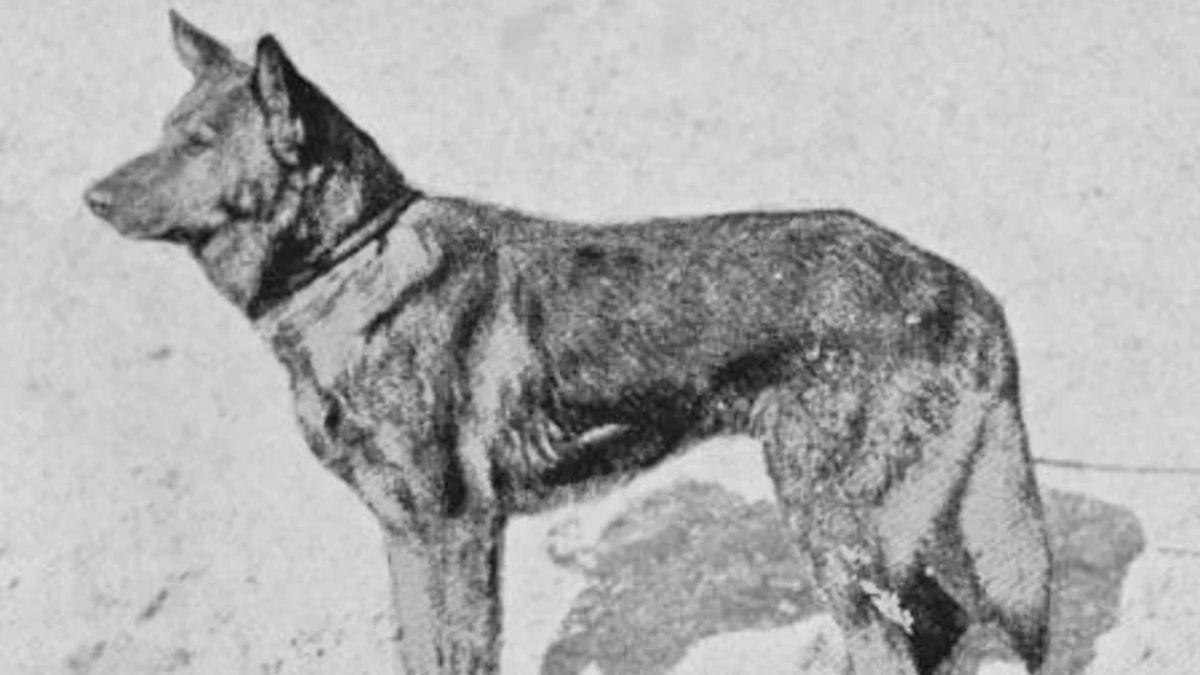 En 1899 se registró a Horand von Grafrath, considerado el primer pastor alemán de la historia, cuyo linaje marcó el desarrollo de la raza actual
