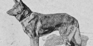 En 1899 se registró a Horand von Grafrath, considerado el primer pastor alemán de la historia, cuyo linaje marcó el desarrollo de la raza actual