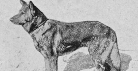 En 1899 se registró a Horand von Grafrath, considerado el primer pastor alemán de la historia, cuyo linaje marcó el desarrollo de la raza actual