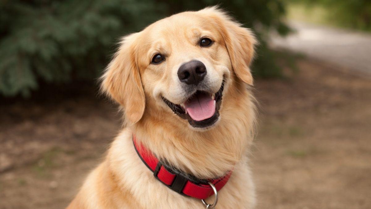Leo, el golden retriever que cree que un desconocido va a lanzarle la pelota… y acaba llevándose la decepción de su vida