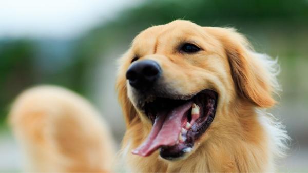 Leo, el golden retriever que cree que un desconocido va a lanzarle la pelota… y acaba llevándose la decepción de su vida - Lo que nos revela la reacción de Leo sobre las emociones de los perros