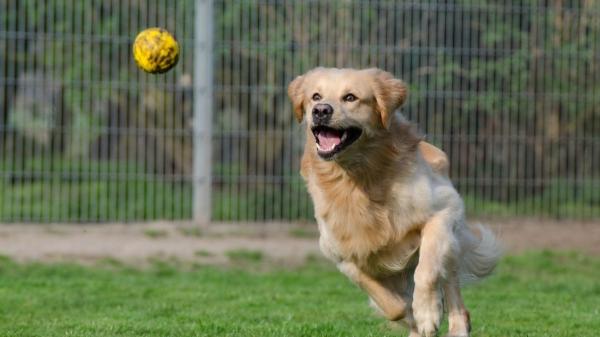 Leo, el golden retriever que cree que un desconocido va a lanzarle la pelota… y acaba llevándose la decepción de su vida - Por qué los perros como Leo no pueden resistirse a una pelota