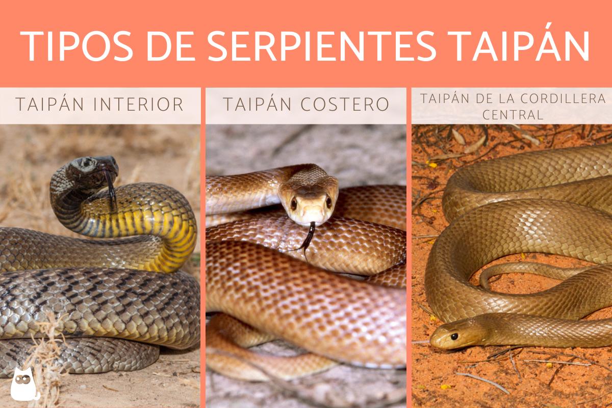 Tipos de serpientes taipán