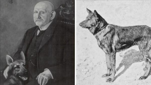 En 1899 se registró a Horand von Grafrath, considerado el primer pastor alemán de la historia, cuyo linaje marcó el desarrollo de la raza actual - Un criador vio en Horand las cualidades de una nueva raza