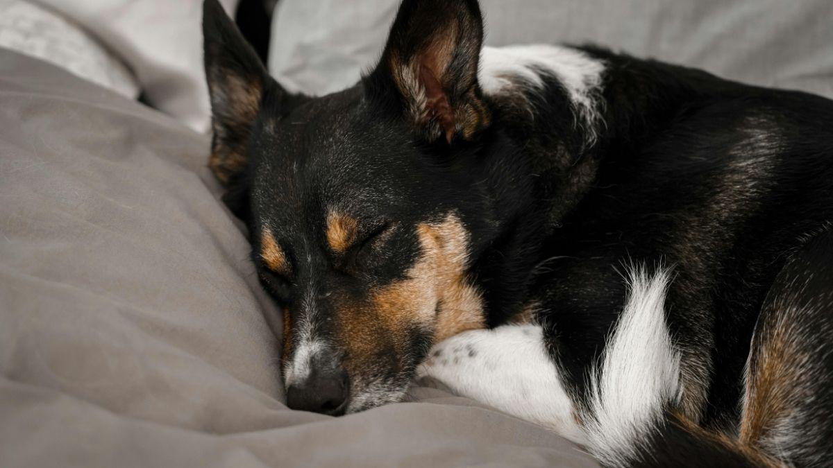 Dormir con tu perro reconforta, pero esto es lo que revela la psicología sobre tu necesidad de apego