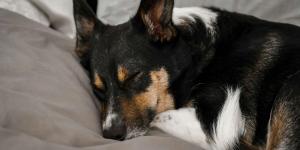 Dormir con tu perro reconforta, pero esto es lo que revela la psicología sobre tu necesidad de apego