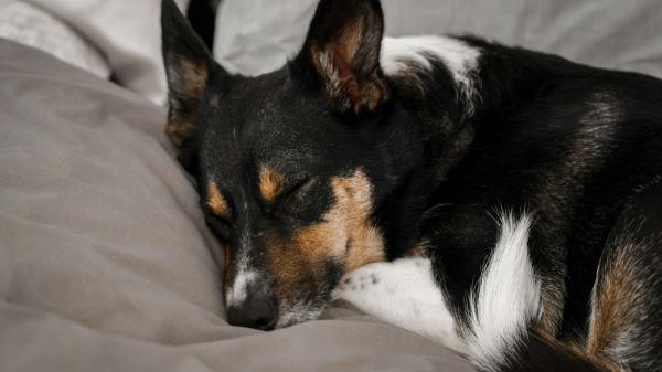 Dormir con tu perro reconforta, pero esto es lo que revela la psicología sobre tu necesidad de apego