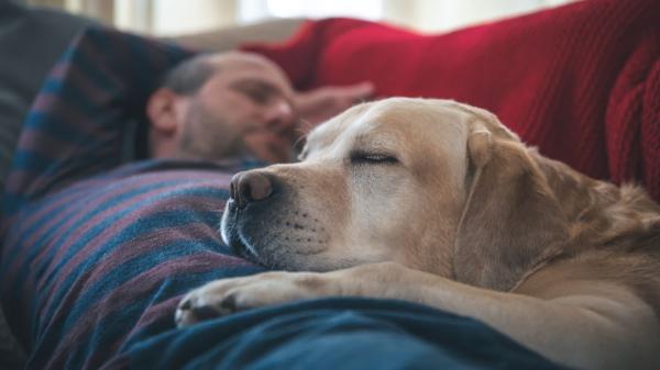 Dormir con tu perro reconforta, pero esto es lo que revela la psicología sobre tu necesidad de apego - Dormir con tu perro sí es bueno para tu salud mental
